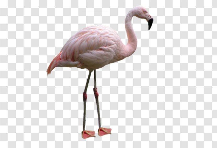 Flamingo Bird Image File Formats - Pink Flamingos Transparent PNG