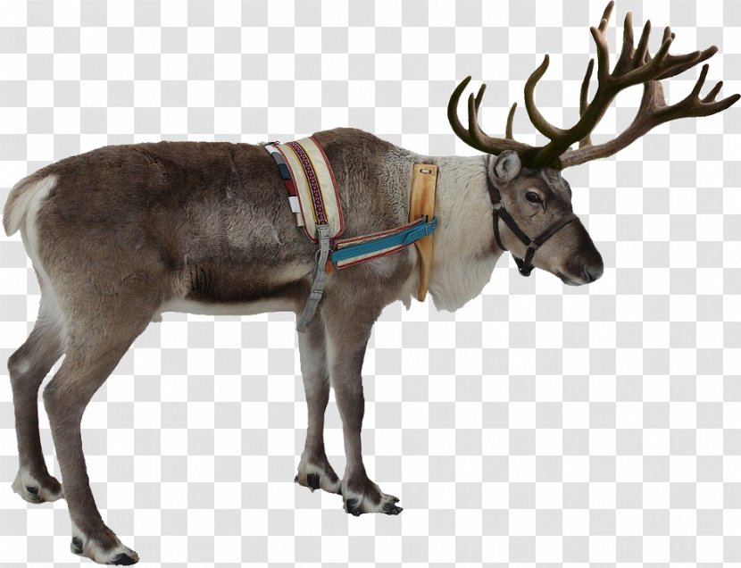 Rudolph Reindeer Santa Claus Christmas - Mammal - Donkey Transparent PNG