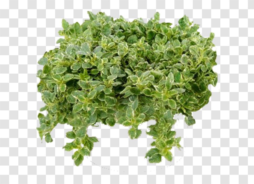 Curly Kale Chou Naked Food Herbs & Spices - Marjoram - Origano Transparent PNG