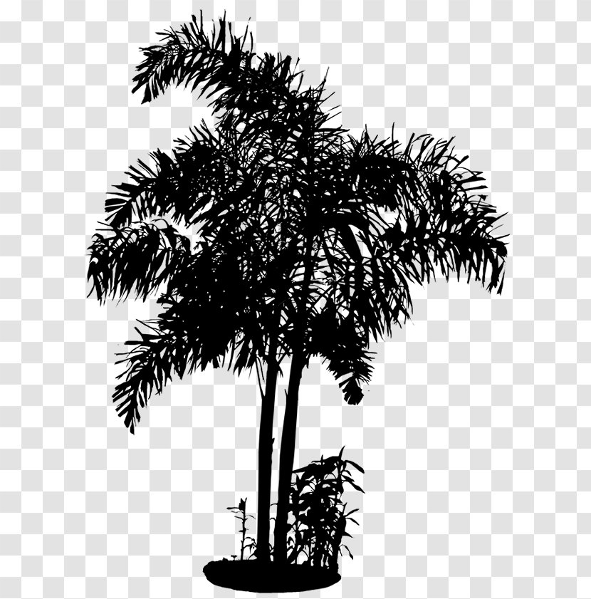 Asian Palmyra Palm Date Flowerpot Trees Houseplant - Elaeis - Tree Transparent PNG