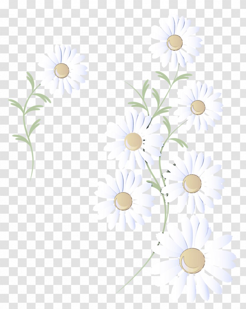 White Camomile Chamomile Flower Mayweed - Branch - Pedicel Transparent PNG