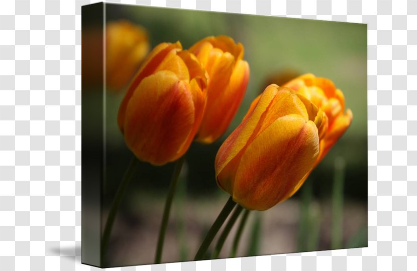 Tulip Desktop Wallpaper Plant Stem Bud Petal - Orange Transparent PNG