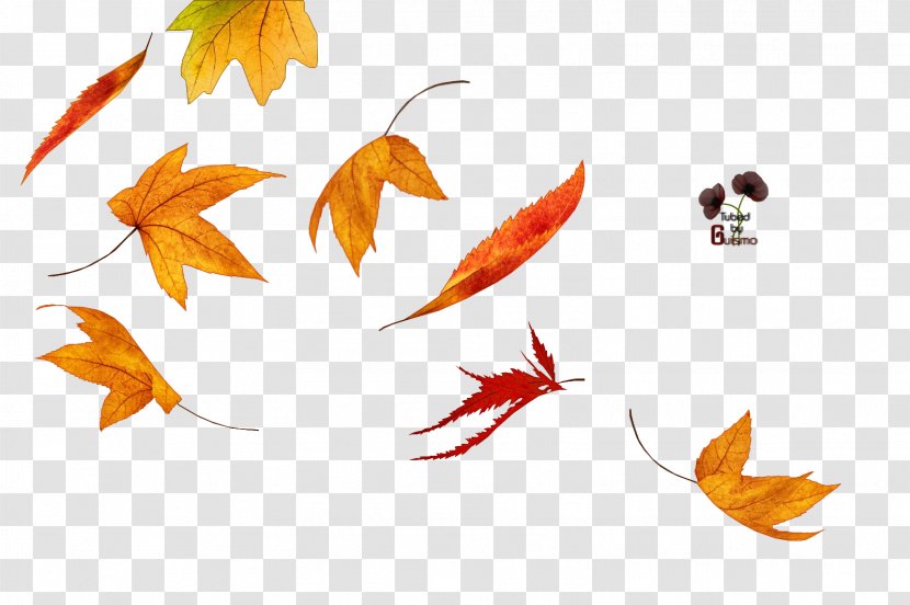 Autumn Leaf Color Winter - Petal - Tube Transparent PNG