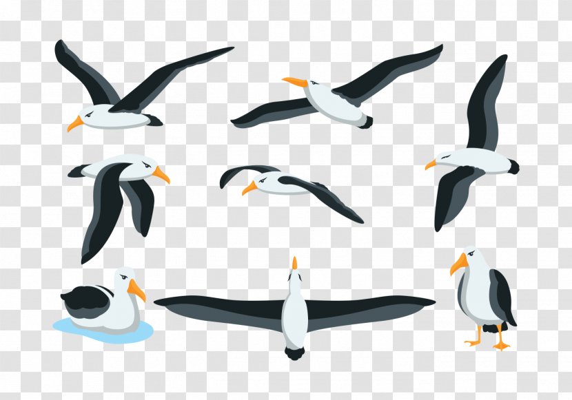 Seabird Penguin - Drawing - Albatross Transparent PNG