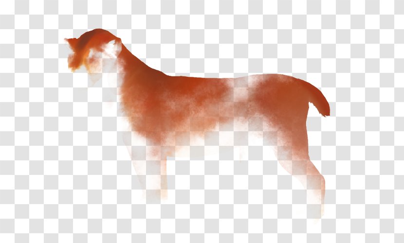 Lion Cartoon - Face - Fawn Brittany Transparent PNG