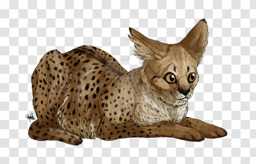 Savannah Cat California Spangled Ocicat Whiskers Ocelot - Wild - Cheetah Transparent PNG