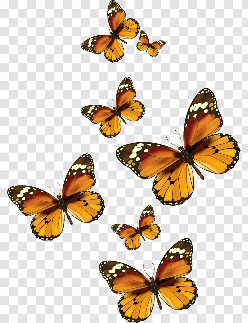 Monarch Butterfly Insect Clip Art - Pollinator Transparent PNG