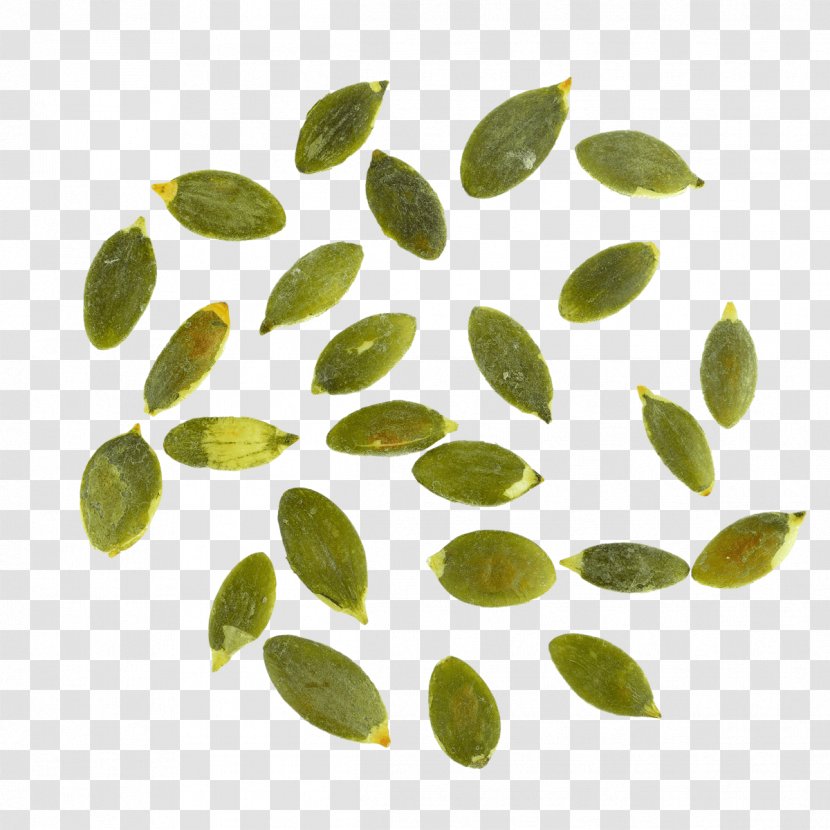 Leaf Organism - Seeds Transparent PNG