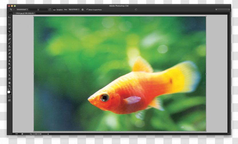 Goldfish Interface Keyboard Shortcut Feeder Fish Tab Key - Fauna - Display Device Transparent PNG