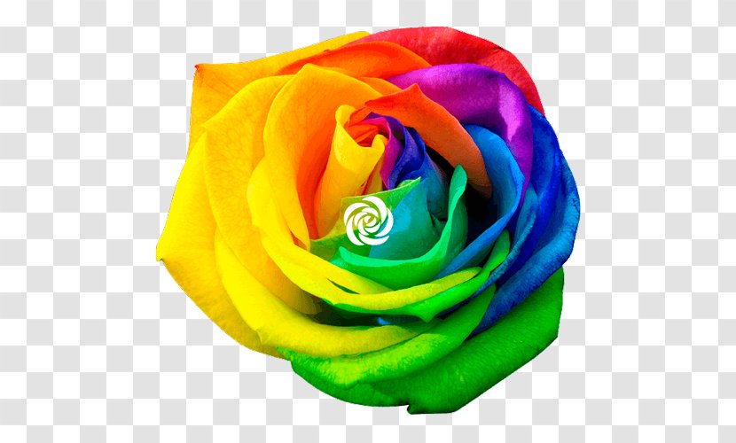 Rainbow Rose Royalty-free Stock Photography Flower Transparent PNG