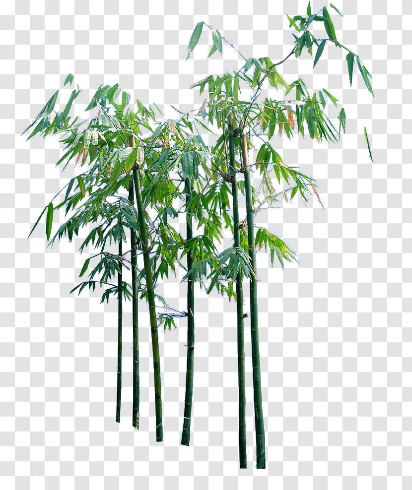 Bamboo - Dwg - Creative Cartoon Trees Transparent PNG