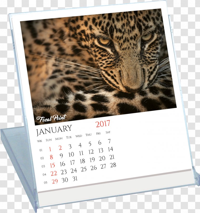 Leopard Jaguar Calendar Wildlife - Big Cats Transparent PNG