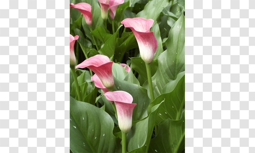 Cut Flowers Arum Lilies Plant - Callalily Transparent PNG
