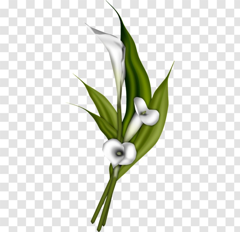 Flower Bouquet Arum-lily Clip Art - Flora - White Calla Lily Transparent PNG