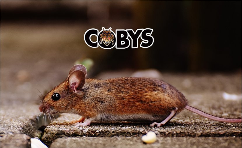 Mouse Rat Rodent Hare Domestic Rabbit - & Transparent PNG