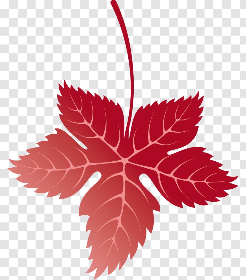 Maple Leaf Autumn - Deciduous - Leaves Decoration Transparent PNG