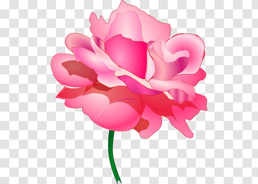 Rose Clip Art - Peony - Pink Transparent PNG