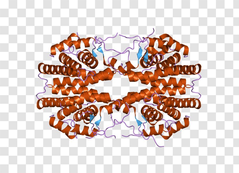 Retinoid X Receptor Gamma Retinoic Acid Nuclear - Homo Sapiens Transparent PNG