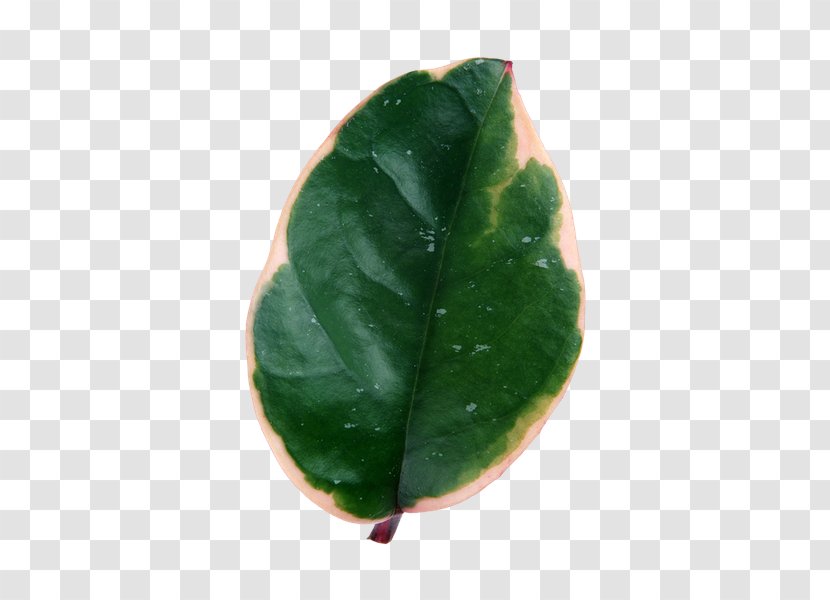 Maple Leaf Dumb Canes Monstera - Vascular Plant Transparent PNG