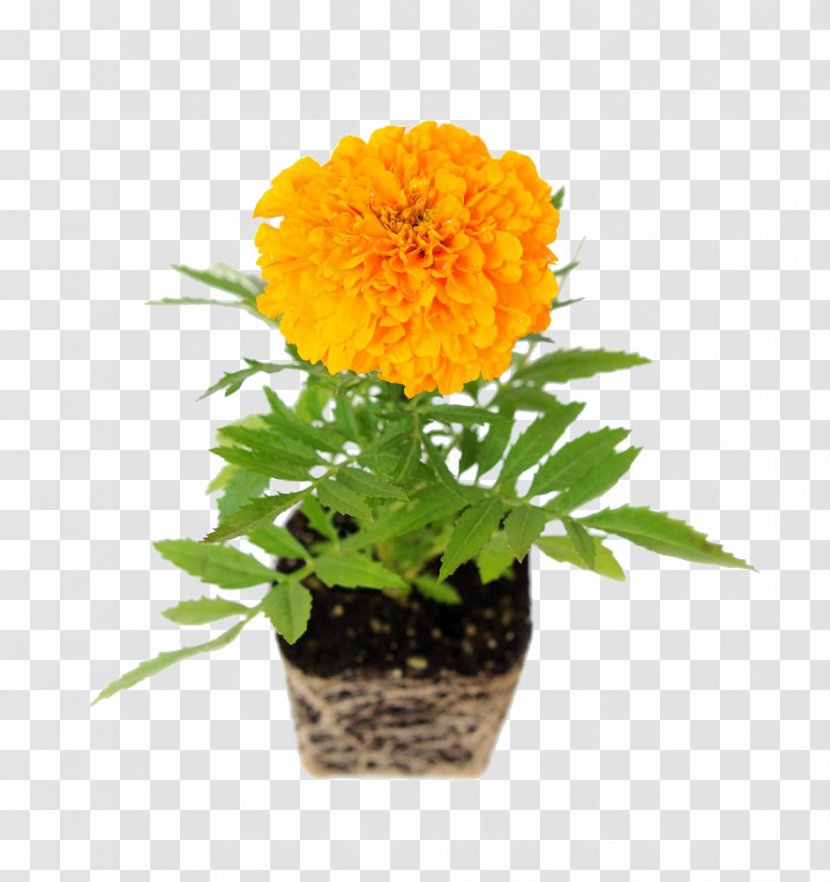 Mexican Marigold Common Daisy Flower Transvaal Chrysanthemum - Tree - Potted Marigolds Transparent PNG
