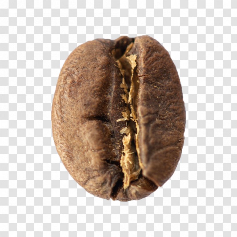 Snout Nut - Beige Food Transparent PNG