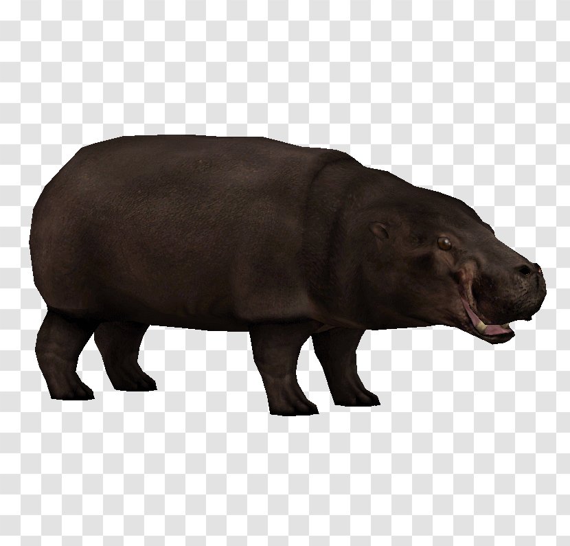 Pygmy Hippopotamus Zoo Tycoon 2: Endangered Species African Bush Elephant The Hippopotamus: River Horse - Children Transparent PNG