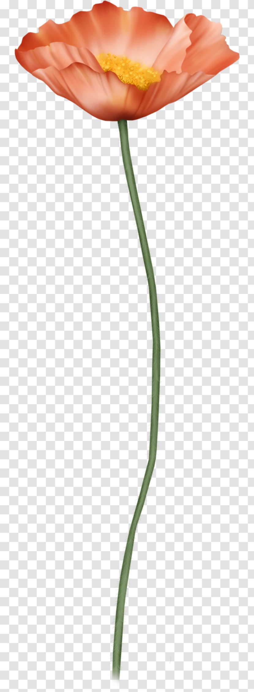 Flowering Plant Cut Flowers Stem - Rose - Poppy Transparent PNG