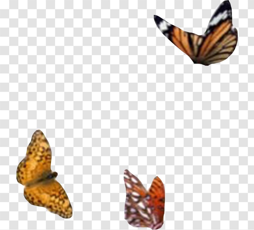 Monarch Butterfly Mood Board Image Adobe Photoshop - Pieridae - Picsart Illustration Transparent PNG