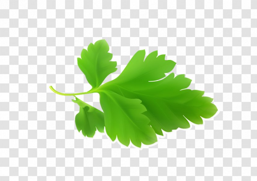 Parsley Mint - Herb - Clover Leaves Fresh Green Transparent PNG