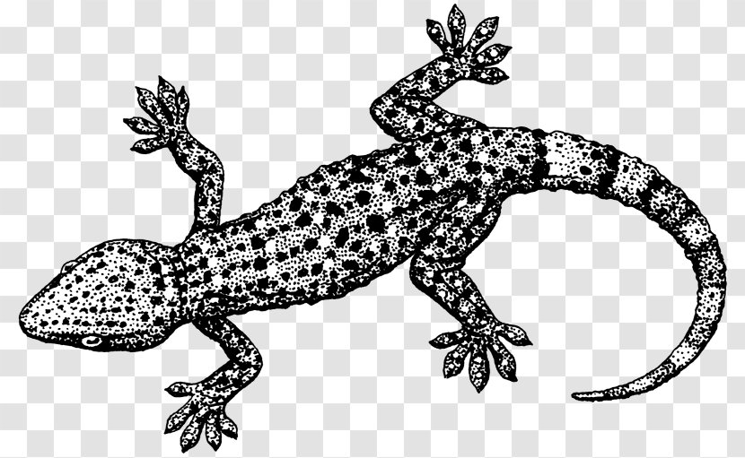 Lizard Tokay Gecko Reptile Clip Art - Amphibian Transparent PNG