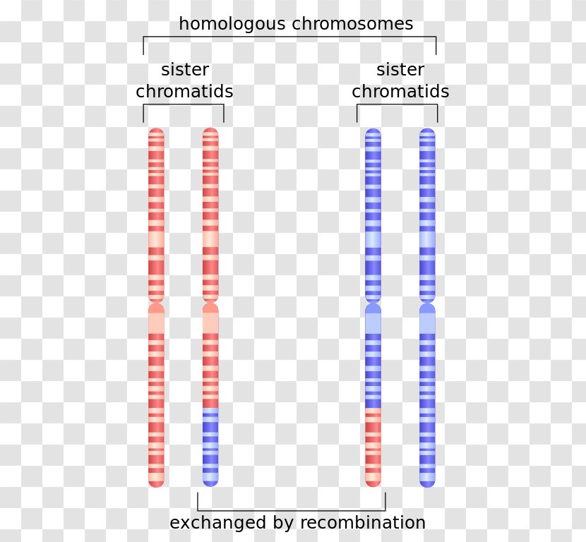 Sister Chromatids Homologous Chromosome Genetic Recombination - Brand Transparent PNG