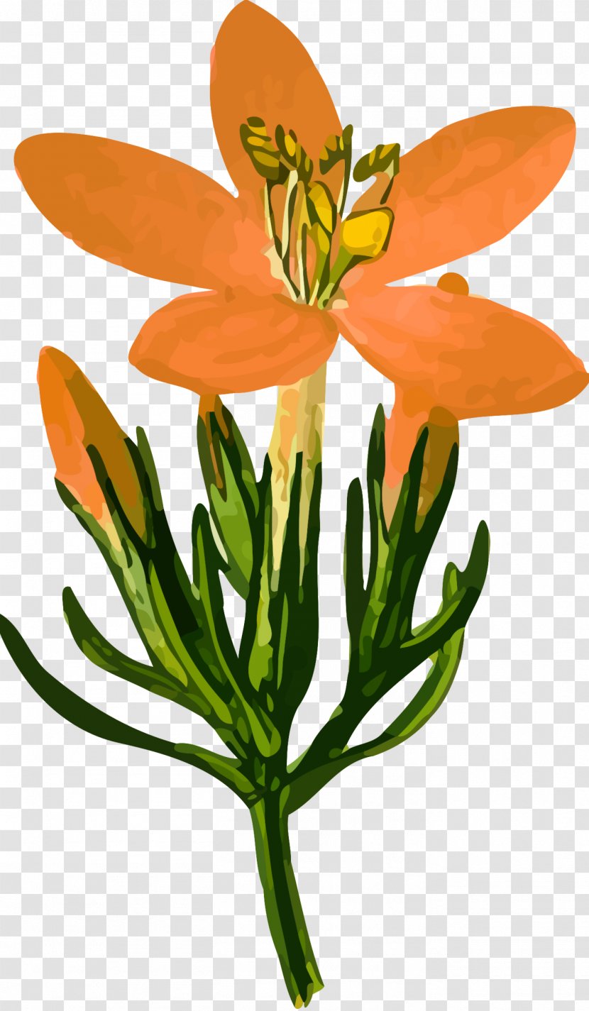 Gentian Clip Art - Flower Drawing Transparent PNG