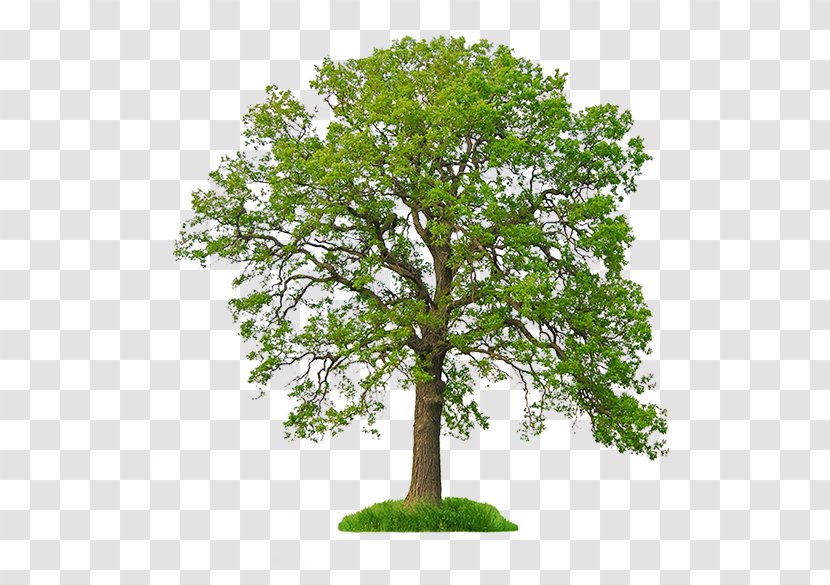 White Oak Stock Photography Tree Northern Red Transparent PNG