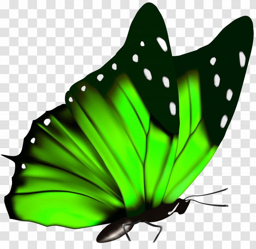 Butterfly Green Queen Alexandra's Birdwing Clip Art - Color - PNG Clipart Image Transparent PNG