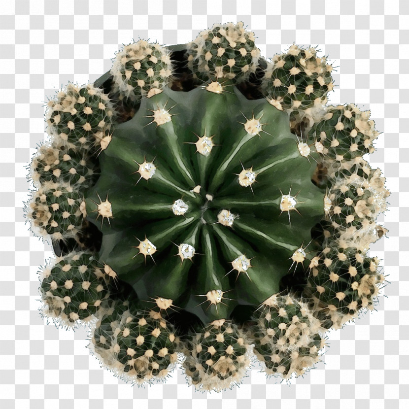 Cactus Transparent PNG