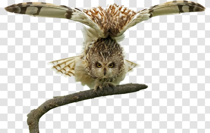 Owl Bird Eagle Transparent PNG