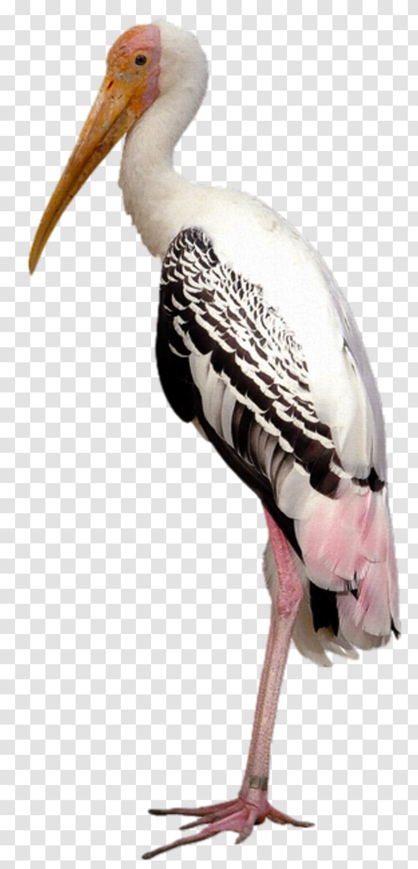 Marabou Stork Painted Image Stock Photography Royalty-free - Painting Transparent PNG