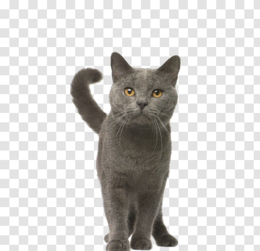 Korat Chartreux British Shorthair European Russian Blue - Cat Tree Transparent PNG