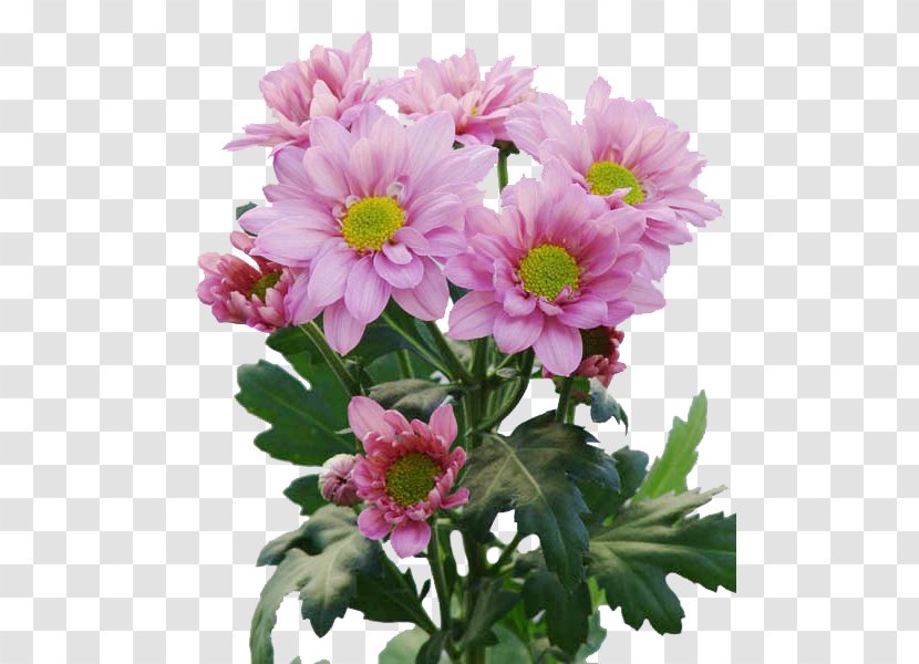 Chrysanthemum Flower Bouquet Cut Flowers Floristry - Magenta Transparent PNG