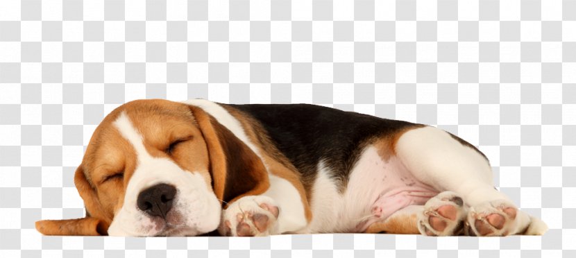 Beagle Puppy Sleep Cat Pet Transparent PNG