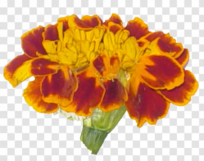 Cut Flowers Yellow Orange Basket - February 11 - Flower Transparent PNG