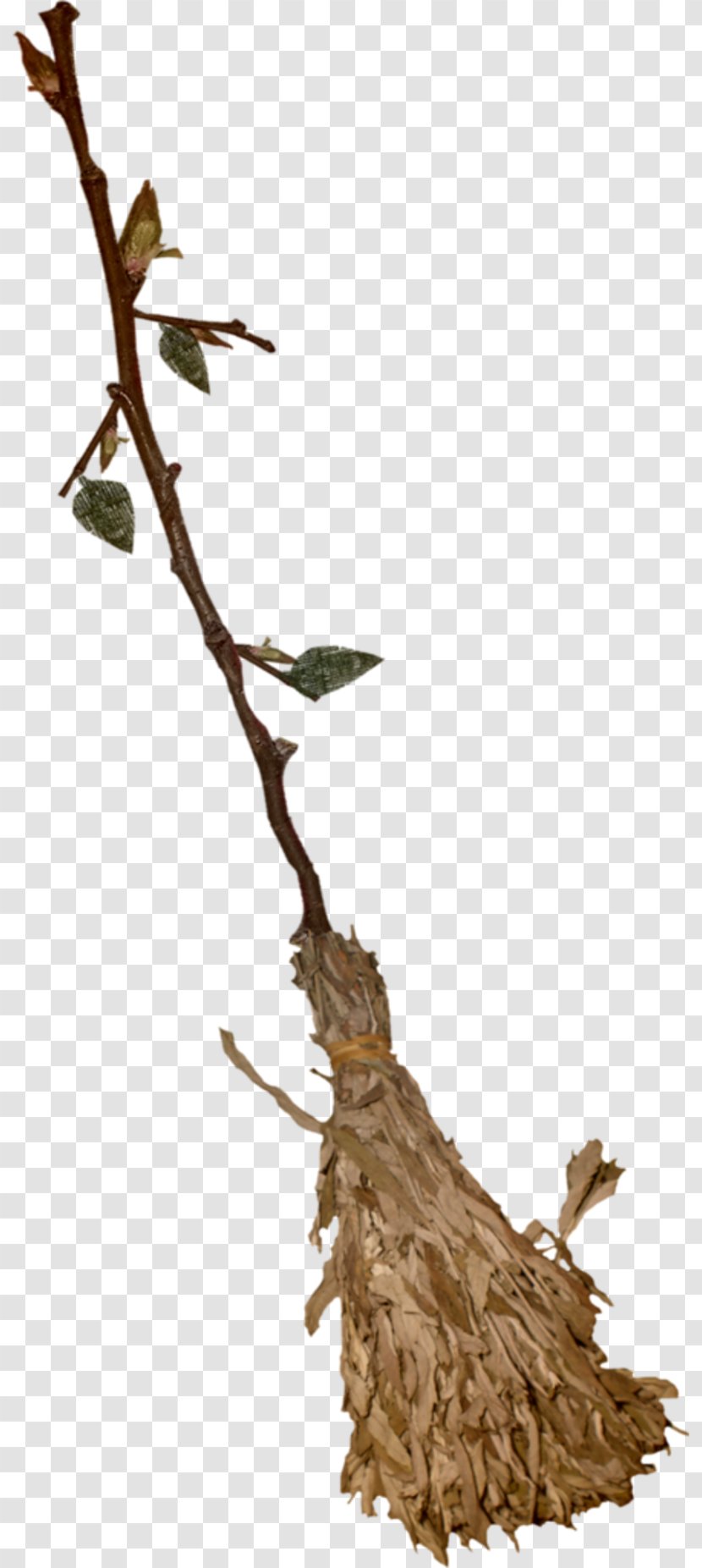 Witch's Broom Besom - Plant - Witch Transparent PNG