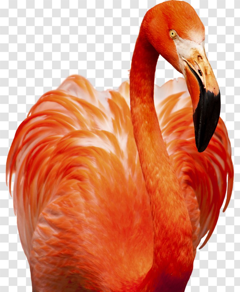 Flamingo Bird Photography Animal - Ink Flamingos Transparent PNG