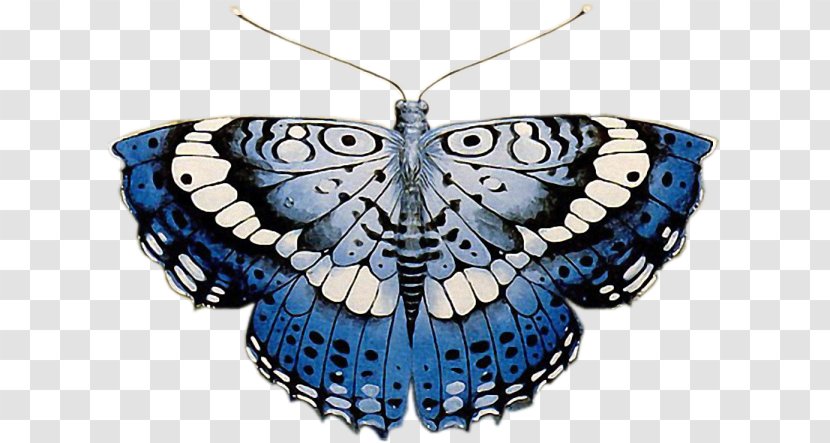 Brush-footed Butterflies Butterfly Moth Transparent PNG