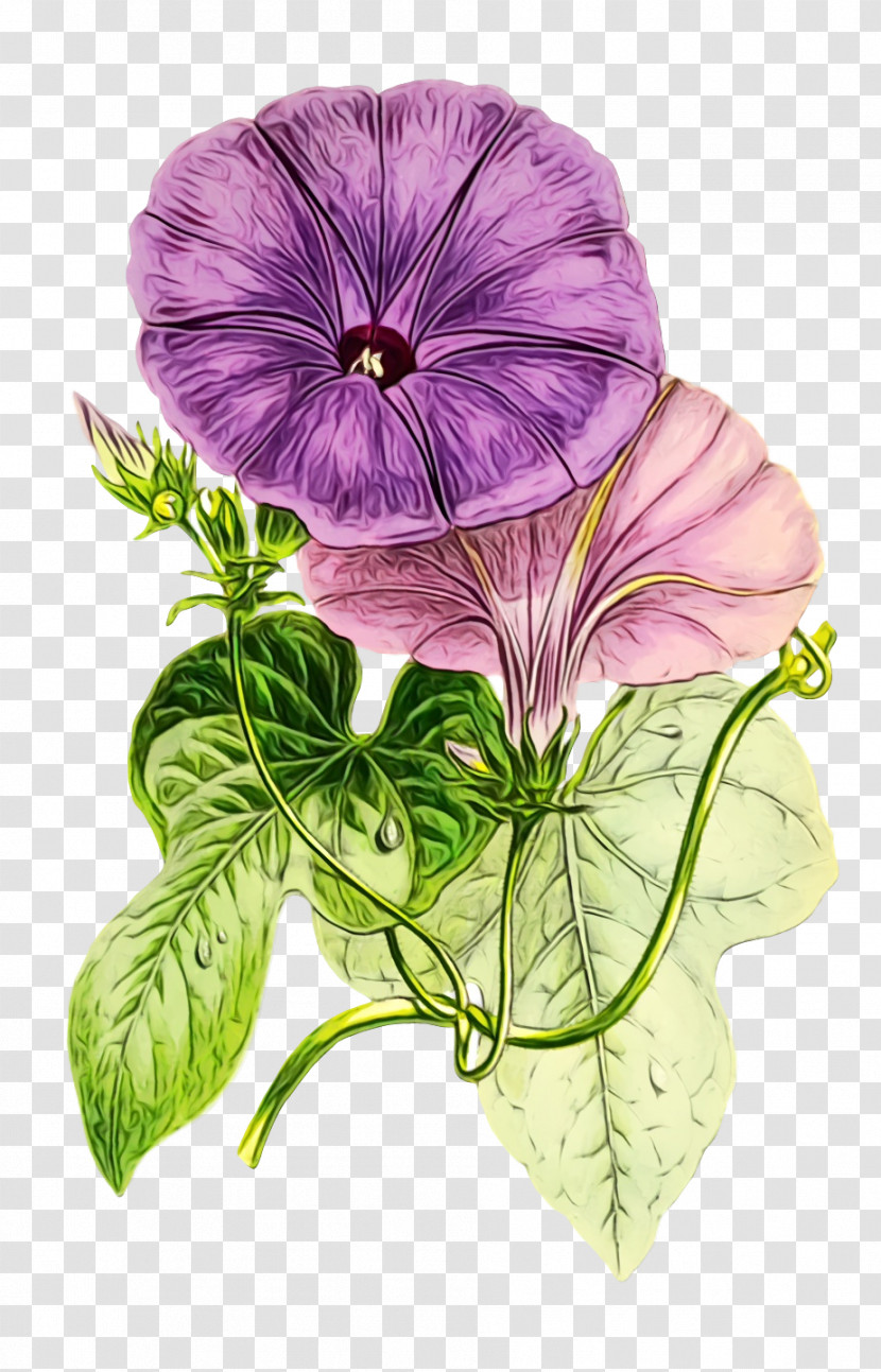 Pansy Annual Plant Herbaceous Plant Herb Geranium M Transparent PNG