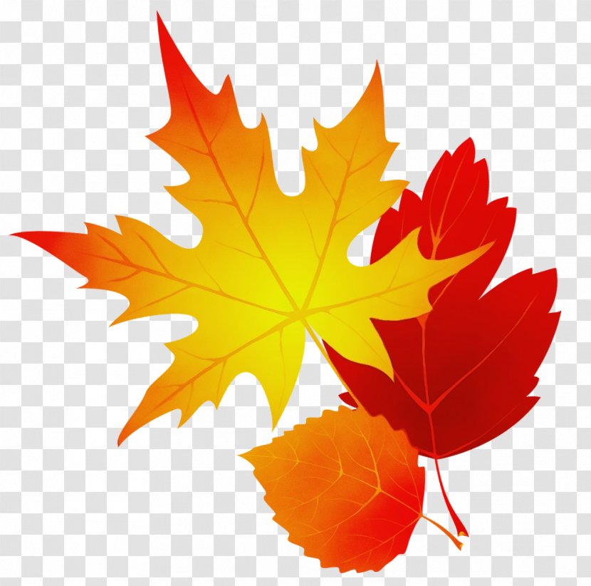 Autumn Leaf Drawing - Yellow - Silver Maple Sweet Gum Transparent PNG