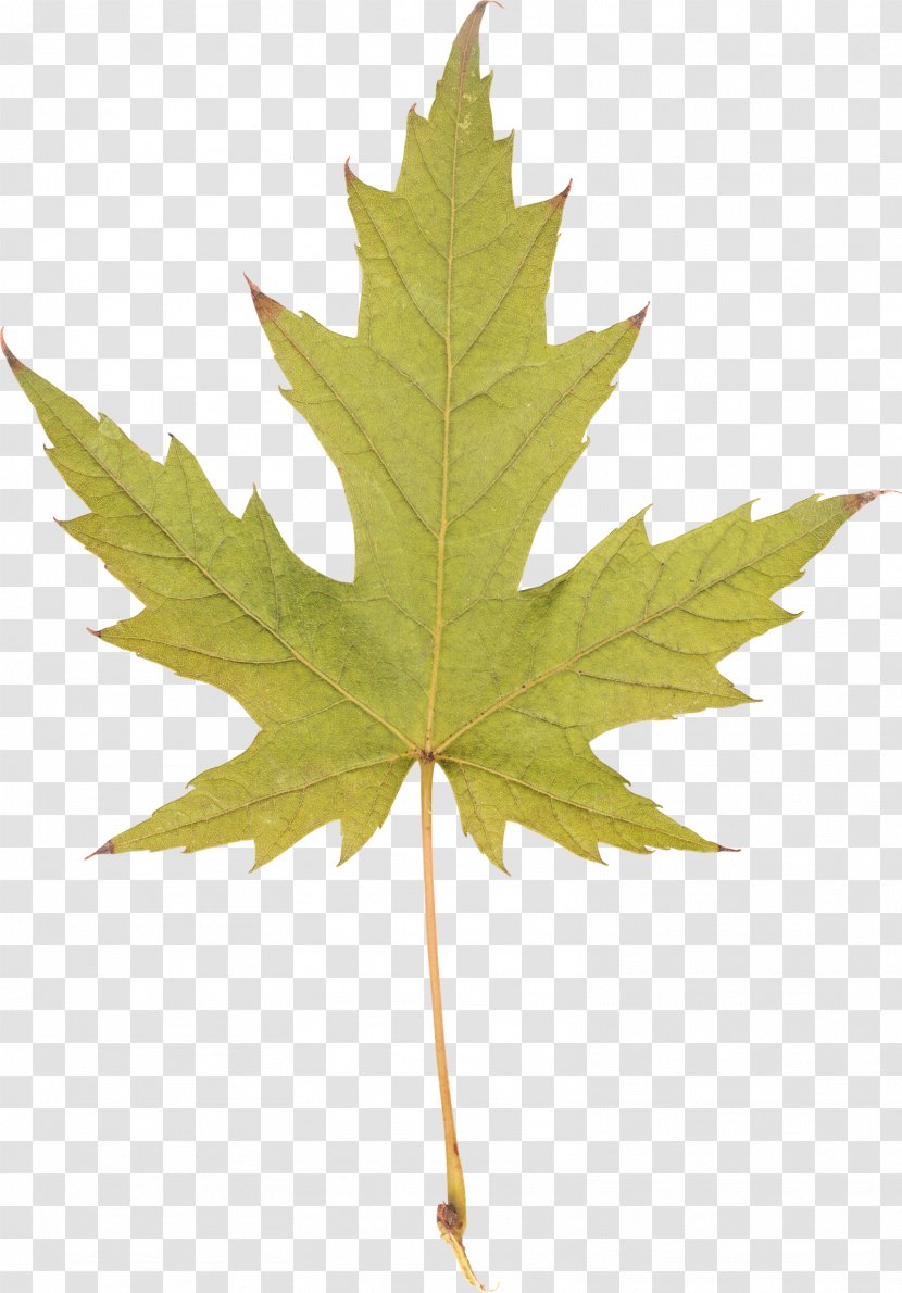 Silver Maple Red Sugar Leaf - Aceraceae Transparent PNG