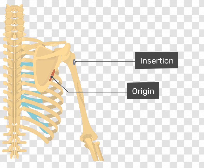 Latissimus Dorsi Muscle Teres Major Minor Origin And Insertion Anatomy