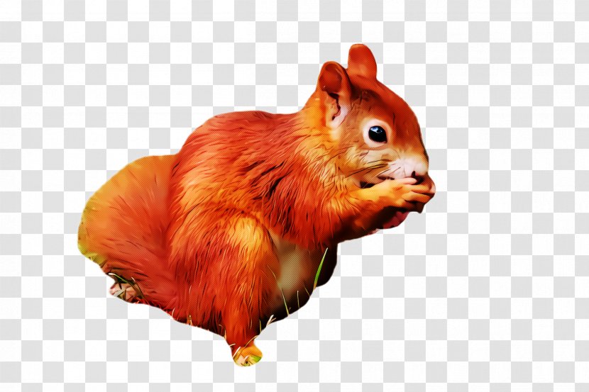 Squirrel Eurasian Red Chipmunk Transparent PNG