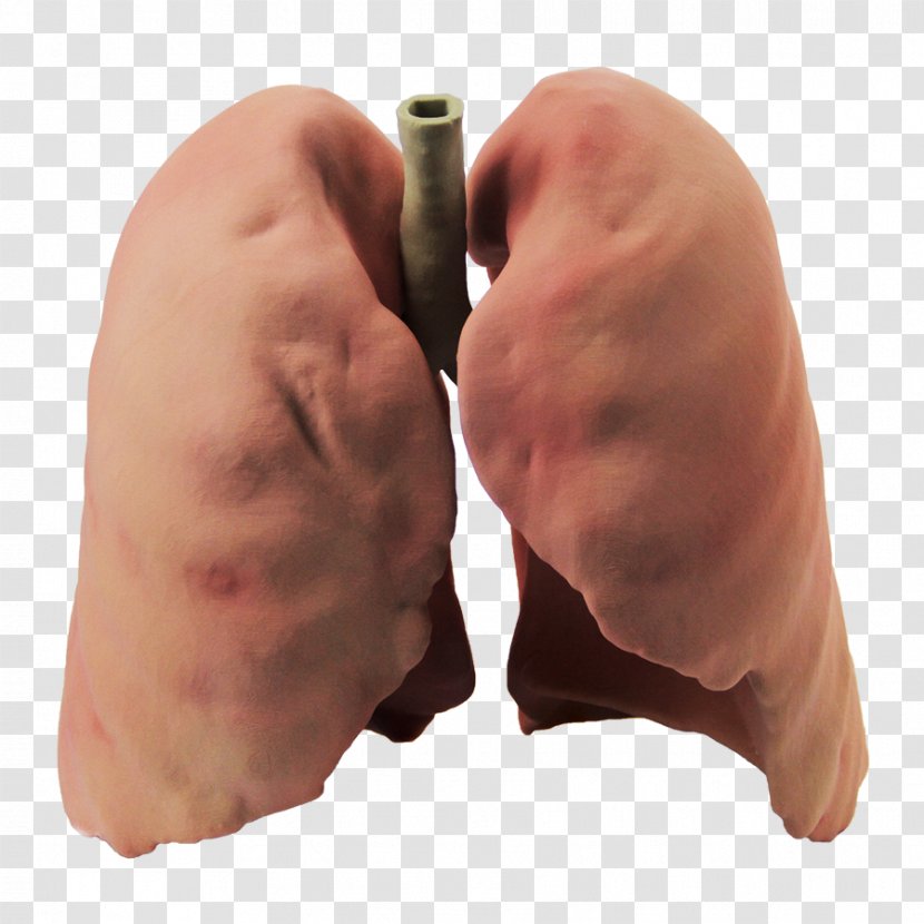 Lung 3D Printing Computer Graphics Transparent PNG